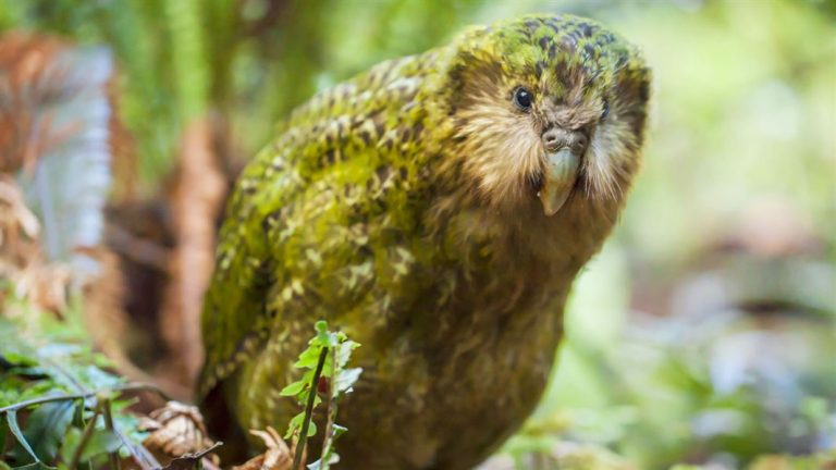 Kākāpō population reaches highest point in almost 50 years – Hongi NZ